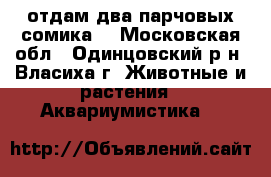 отдам два парчовых сомика  - Московская обл., Одинцовский р-н, Власиха г. Животные и растения » Аквариумистика   